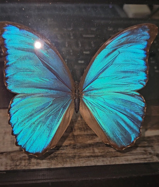 Morpho Butterfly